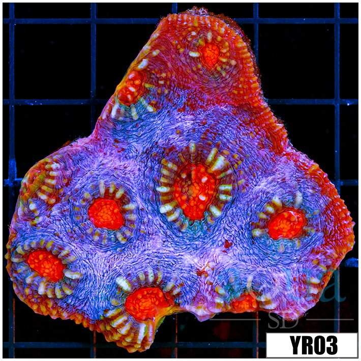 Coral プロフィール必読 Indo Pacific Coral Finder - Russell Kelley